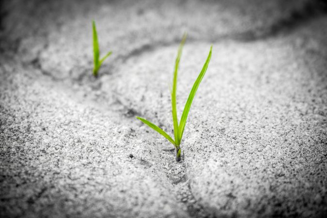 grass-g6272f3fbf_1280